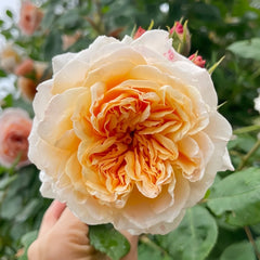 Crown Princess Margareta Rose Plant | 玛格丽特王妃 image 0