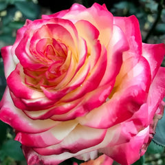 Memphis Rose Plant|梦菲斯 image 2
