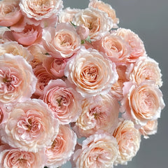 Lirica Rose Plant|丽丽卡 image 3