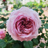 The Pride Rose Plant|尼普荣耀 image 0