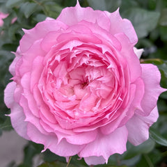 Rongrongyue Rose Plant|溶溶月 image 3