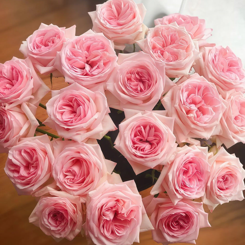 Pink O‘Hara Rose Plant|粉荔枝 image 0