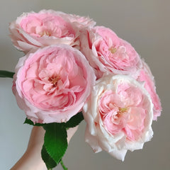 Bella Linda Kiss Rose Plant|亲吻琳达 image 2