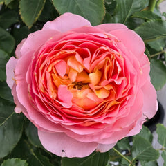 JinYan Rose Plant | 锦嫣 image 1