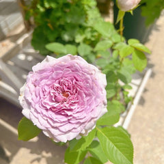 Coffret Rose Plant | 首饰盒 image 2