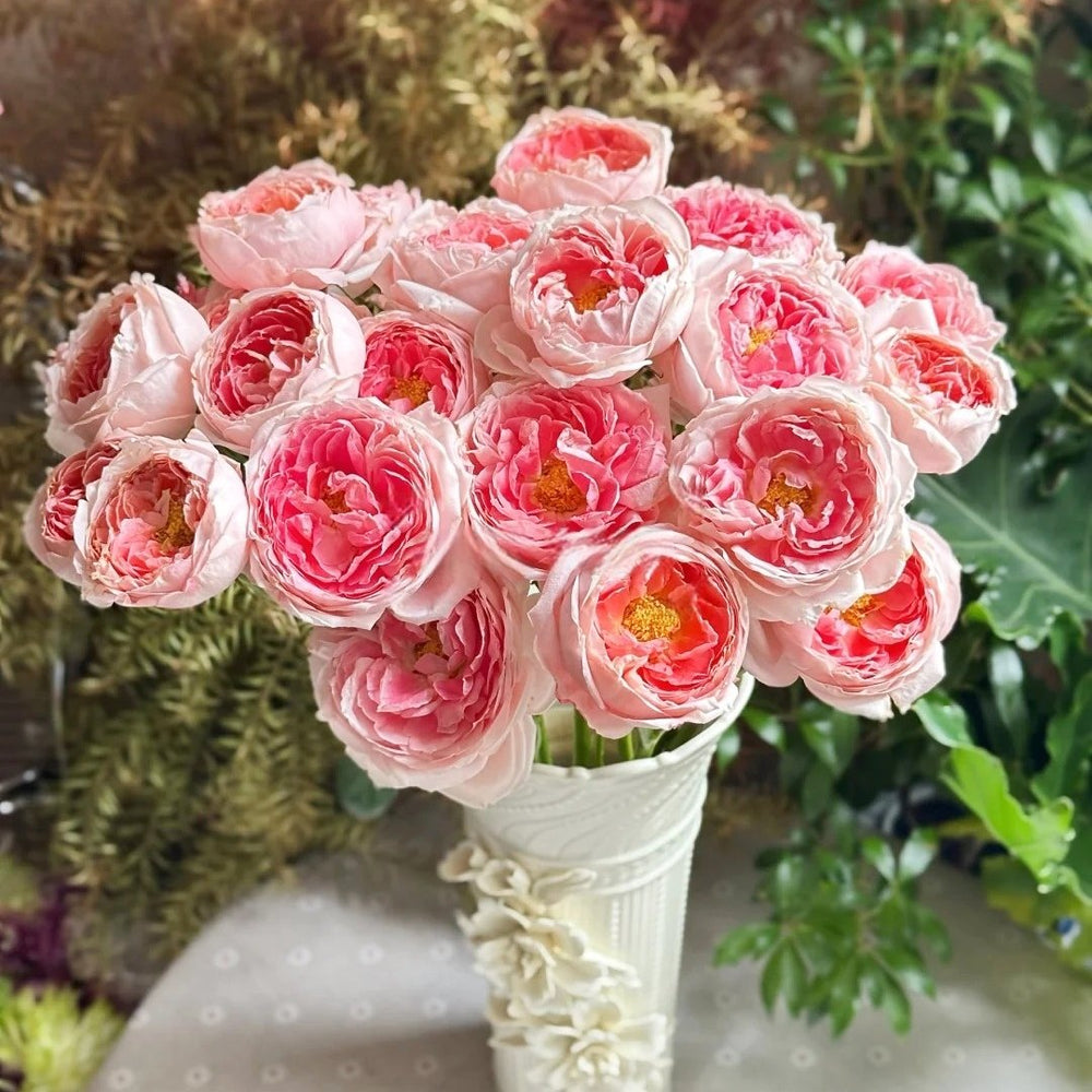 Princess Sakura Rose Plant|樱花公主 image 0