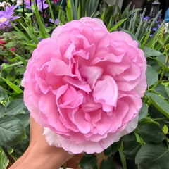Aromatique Rose Plant|伊芙芳香世家 image 3