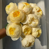 Bird Chirp Rose Plant|雀啾 image 0