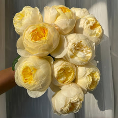 Bird Chirp Rose Plant|雀啾 image 0