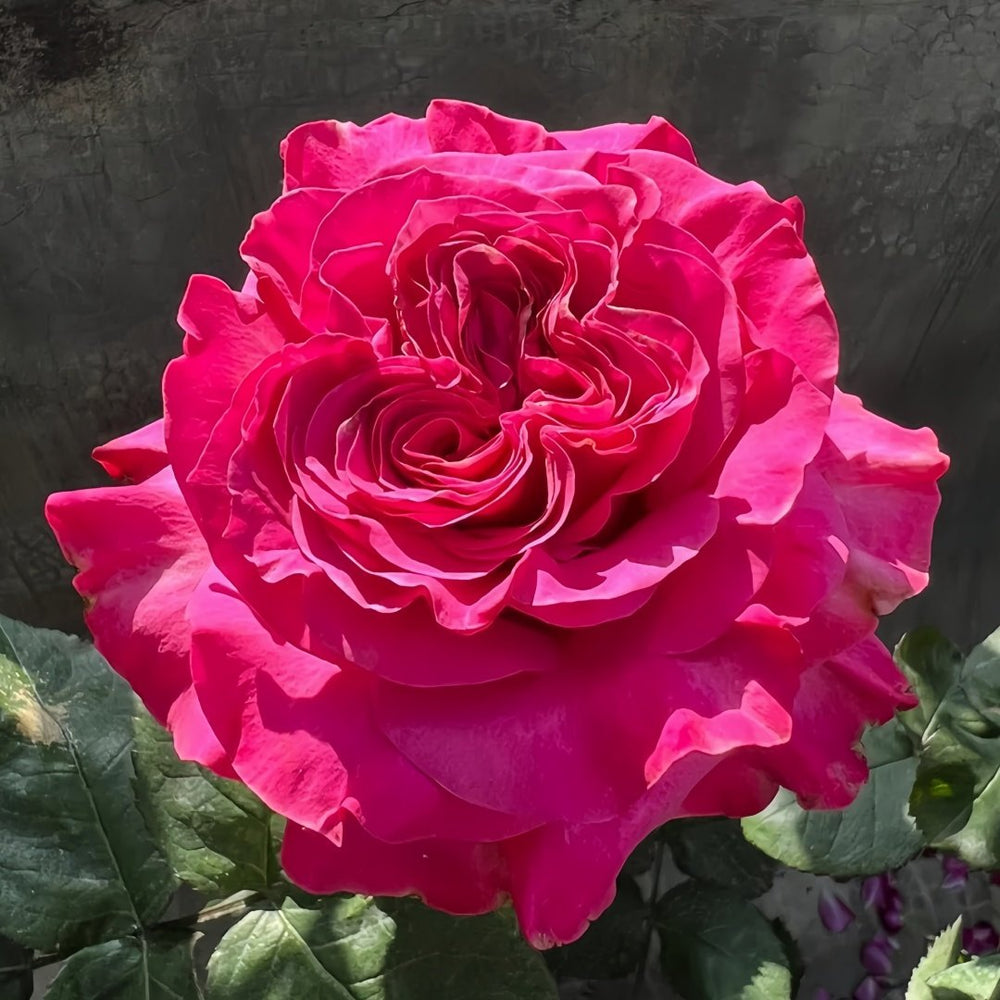Country Blues Rose Plant|乡村蓝调 image 0