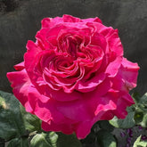 Country Blues Rose Plant|乡村蓝调 image 0