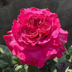 Country Blues Rose Plant|乡村蓝调 image 0