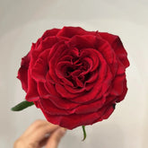 Grand Chateau Rose Plant|红色城堡 image 0