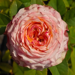 Country Spirit House Rose Plant |乡村雅舍 image 0