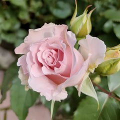La mariee Rose Plant|新婚 image 3