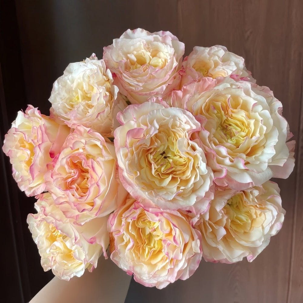 Stylist Rose Plant|造型师 image 0
