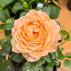 Capri Rose Plant | 卡普里 image 1