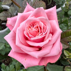 Alter Ego Rose Plant|闺蜜 image 3