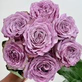 Princess Kaori Rose Plant|香织公主 image 0