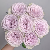 Notre Dame Rose Plant|巴黎圣母院 image 0
