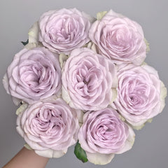 Notre Dame Rose Plant|巴黎圣母院 image 0