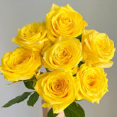 Moonwalk Rose Plant|月光漫步 image 0