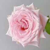 Dainty Parfum Rose Plant|丹蒂香水 image 0
