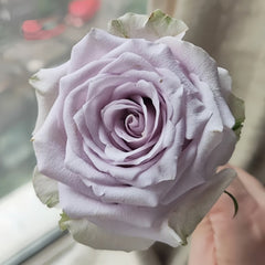 Sivery Light Rose Plant|月光曲 image 2