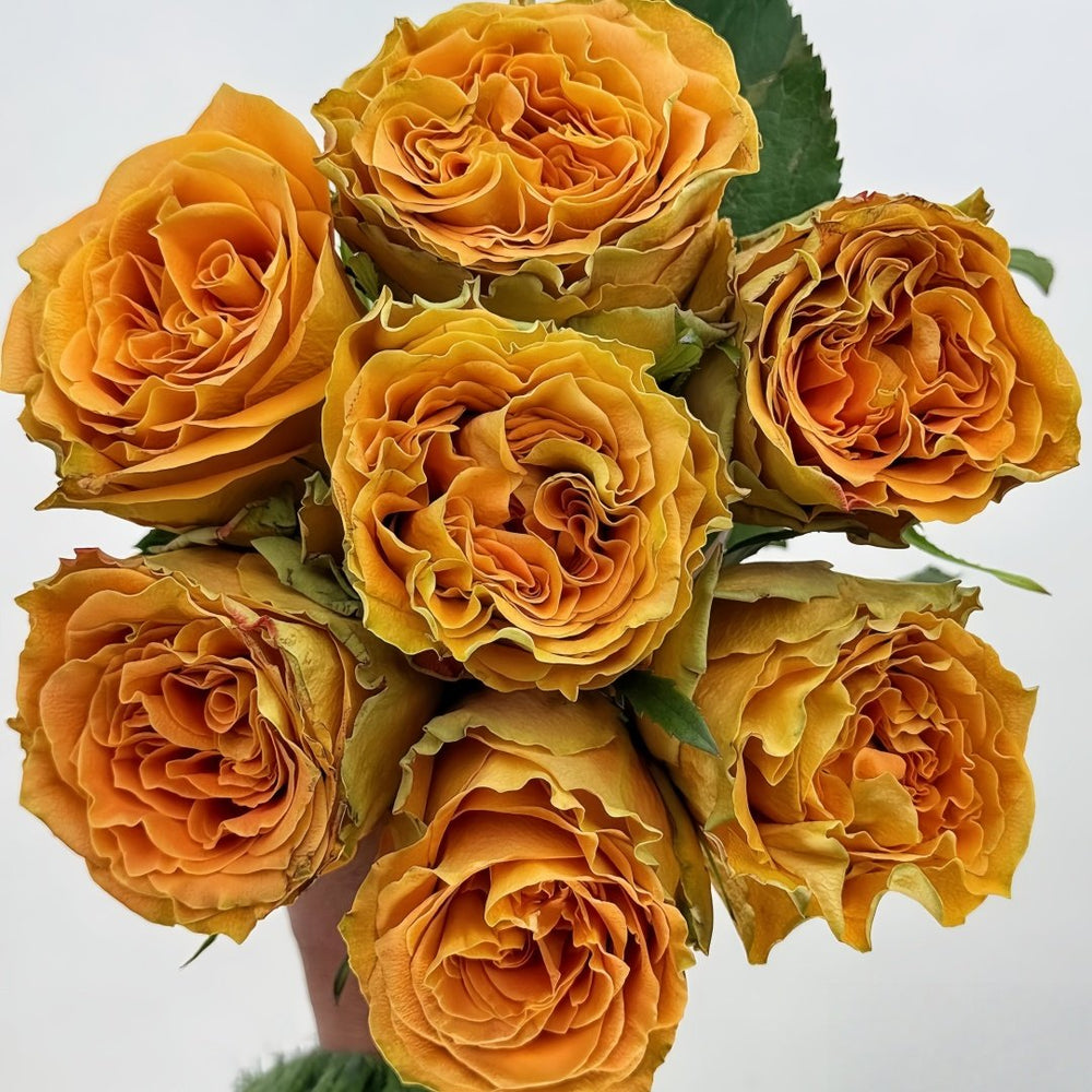 Copper Kiss Rose Plant|铜吻 image 0