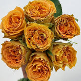 Copper Kiss Rose Plant|铜吻 image 0