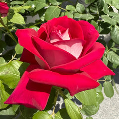 Monica Bellucci Rose Plant|莫妮卡贝鲁奇 image 3
