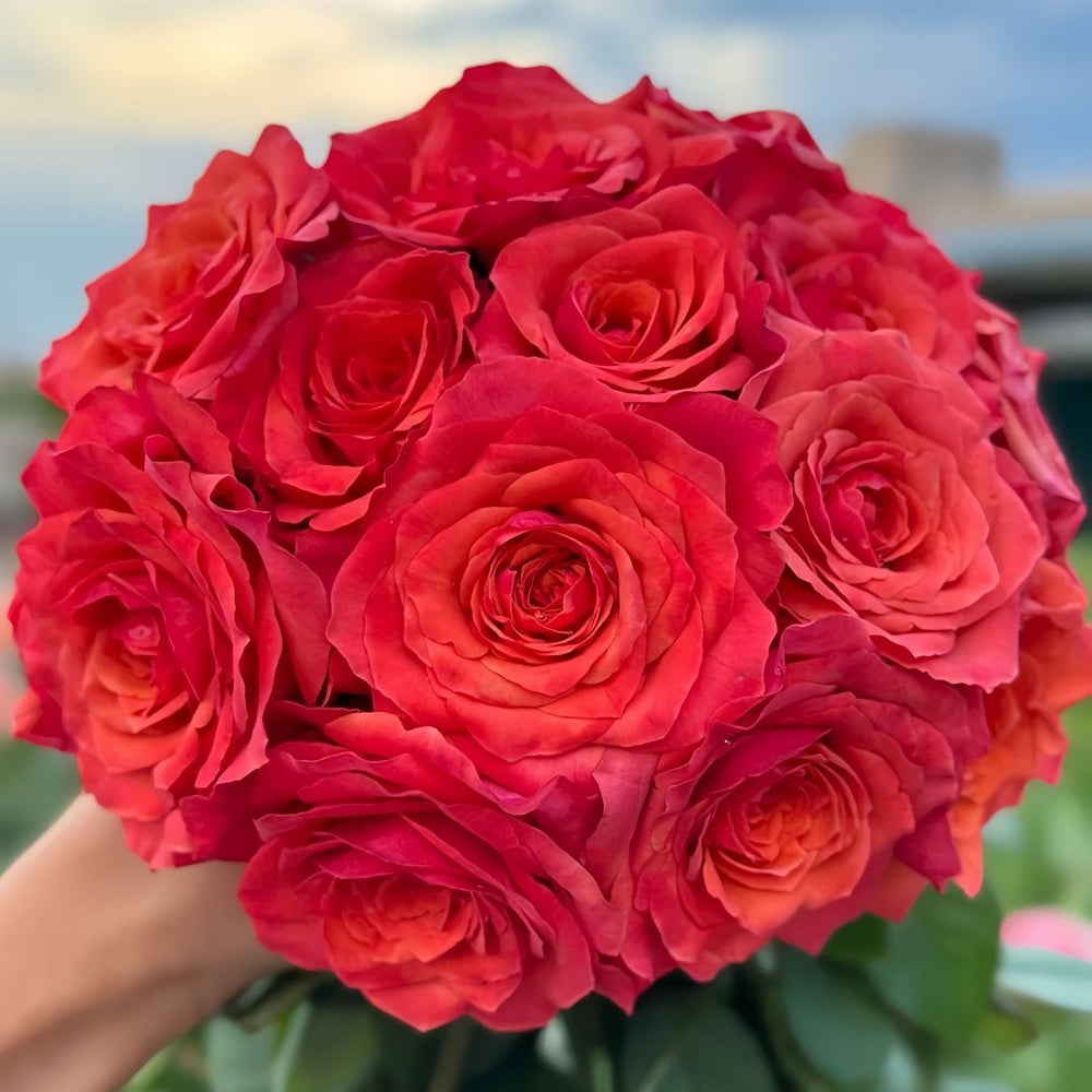 Hard Rock Rose Plant|摇滚乐 image 0