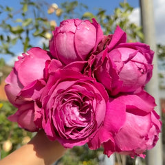 M-Nostalgic Elegance Rose Plant|怀旧优雅 image 2