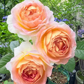 Sachet Rose Plant|木村香囊 image 0