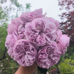 Repartil Rose Plant|重启玫瑰 image 2