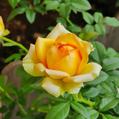 Cote d'or Rose Plant|金丘 image 1