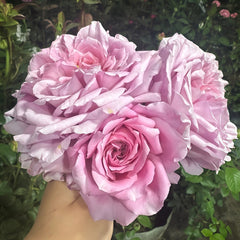 Robe à la française Rose Plant|法国礼服 image 1