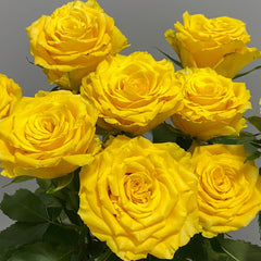 Yellow Breeze Rose Plant|黄色布雷茨 image 3