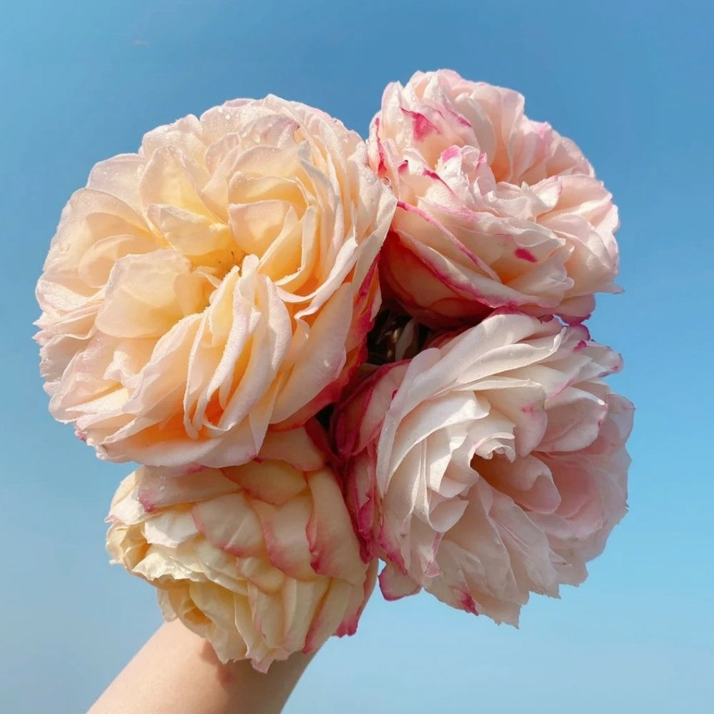 Yves Classical perfume Rose Plant|伊芙古典香水 image 0