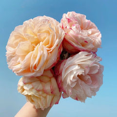 Yves Classical perfume Rose Plant|伊芙古典香水 image 0