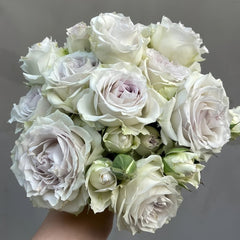 Silver Rain Rose Plant|银雨 image 0
