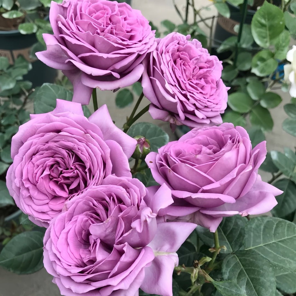 Kinda Blue Rose Plant|微蓝 image 0