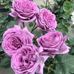 Kinda Blue Rose Plant|微蓝 image 0