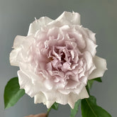 Floating Moon Rose Plant|浮月 image 0