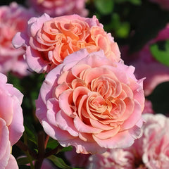 Ashley Rose Plant|艾希丽 image 2