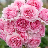 Ningzhi Rose Plant|凝脂 image 0