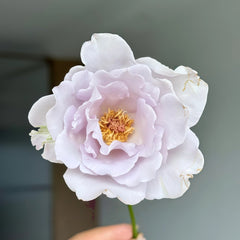 Blue Vague Rose Plant|蓝色迷雾 image 1