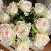 Victorian Bride Rose Plant|维多利亚新娘 image 0
