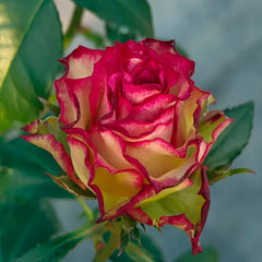 Absurda Rose Plant|阿巴苏达/荒谬 image 3