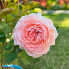 Princess Hitomi Rose Plant|仁美公主 image 1